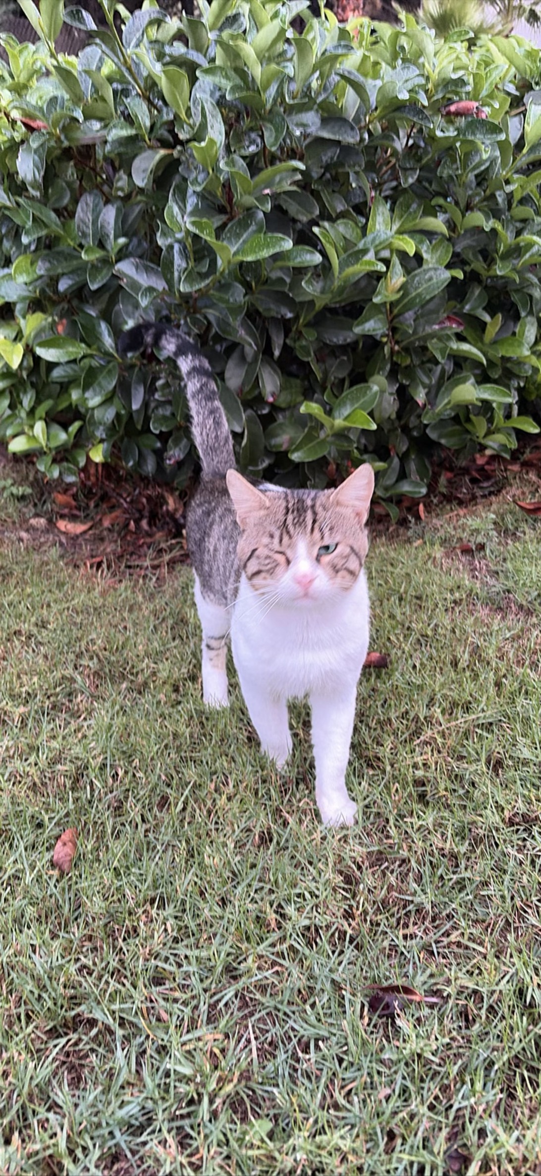 Stinky, a cat found on Chonk Finder