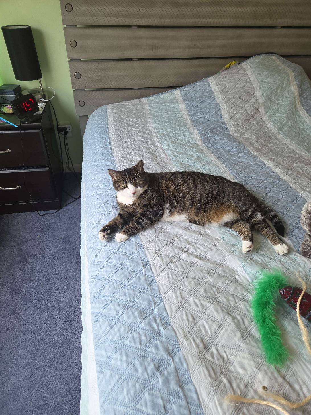 Zoomer, a cat found on Chonk Finder