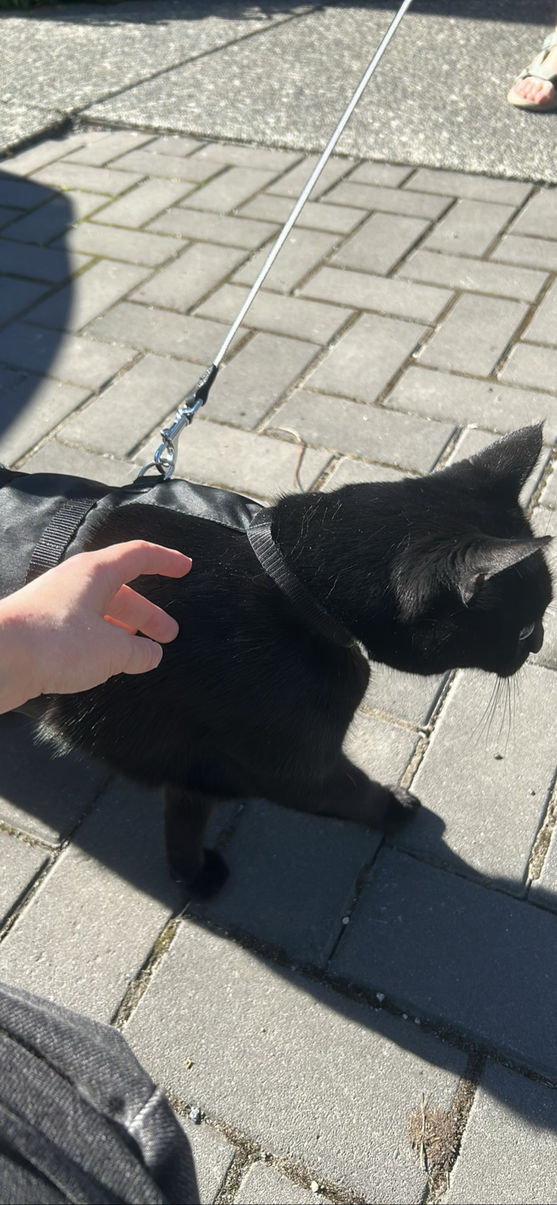 Chocolate, a cat found on Chonk Finder