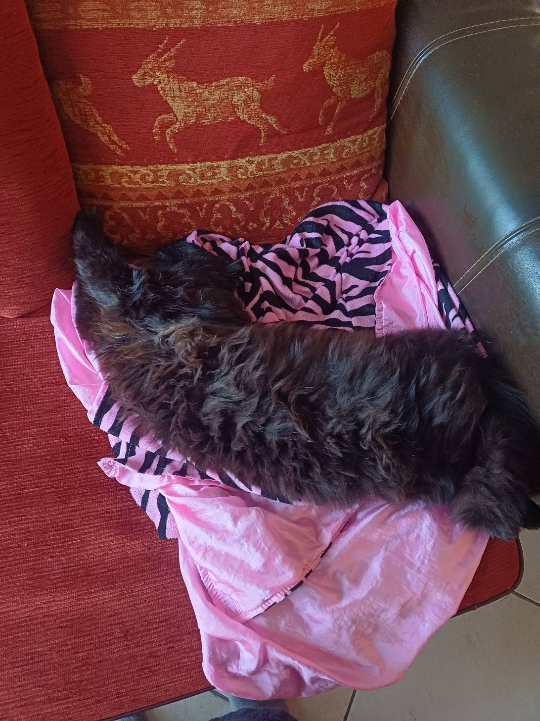 Brownie, a cat found on Chonk Finder