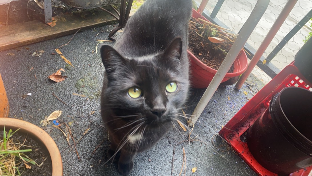 Kesh, a cat found on Chonk Finder