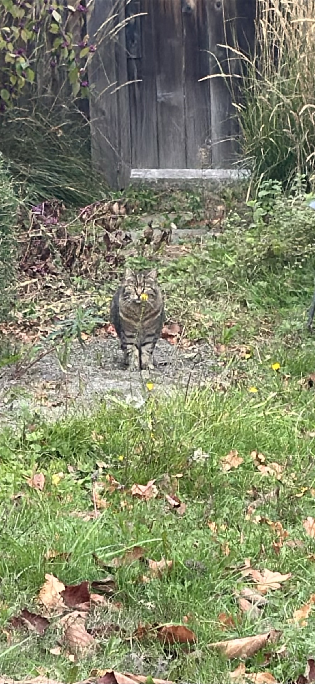 Cautious, a cat found on Chonk Finder