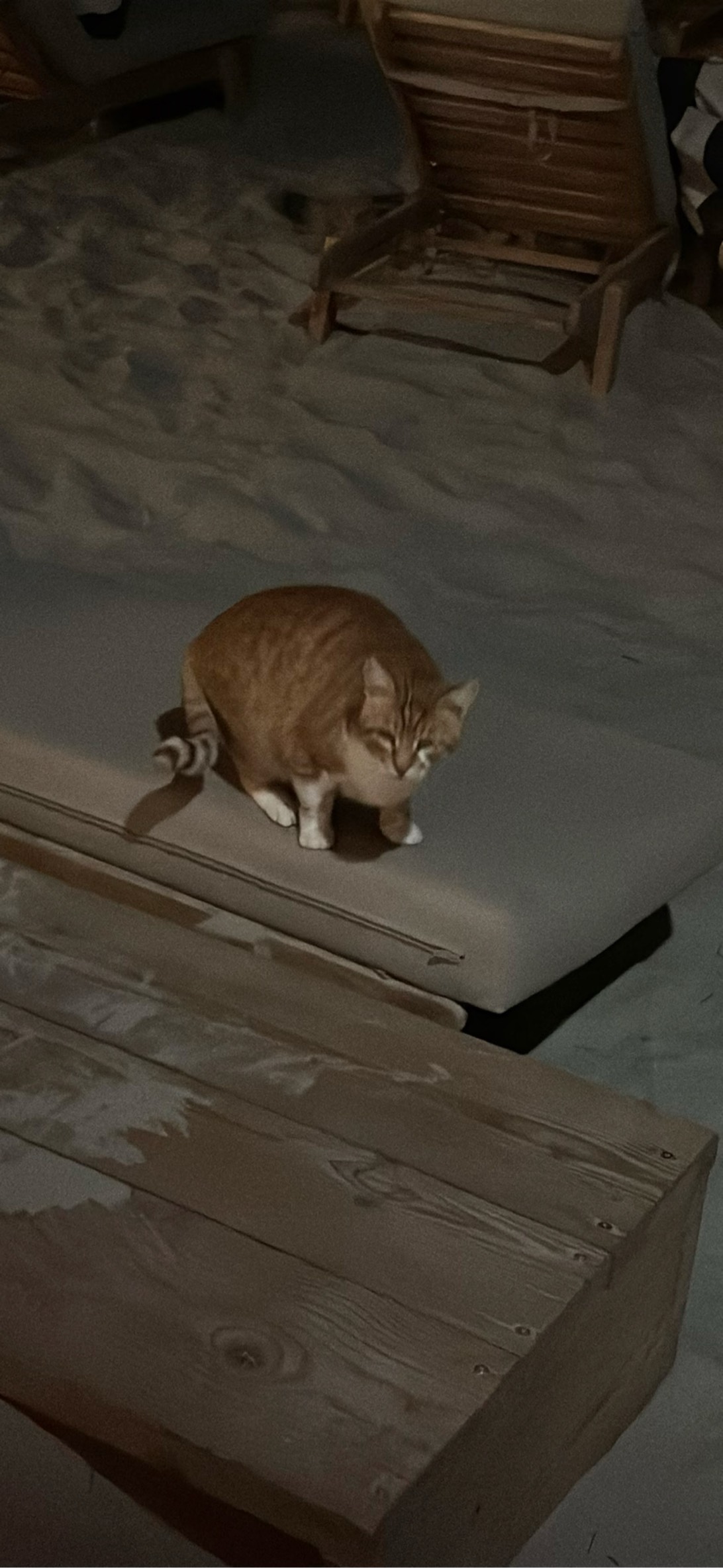 Duplicat#4, a cat found on Chonk Finder
