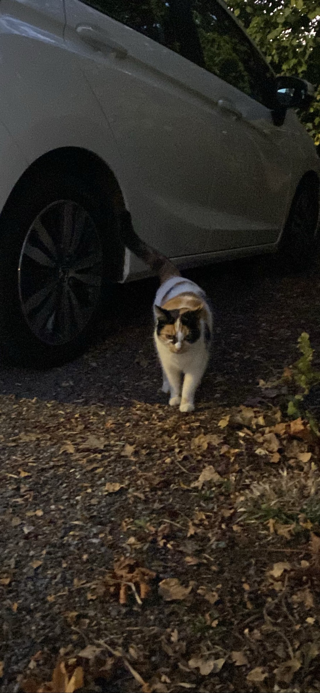 Little Girl, a cat found on Chonk Finder