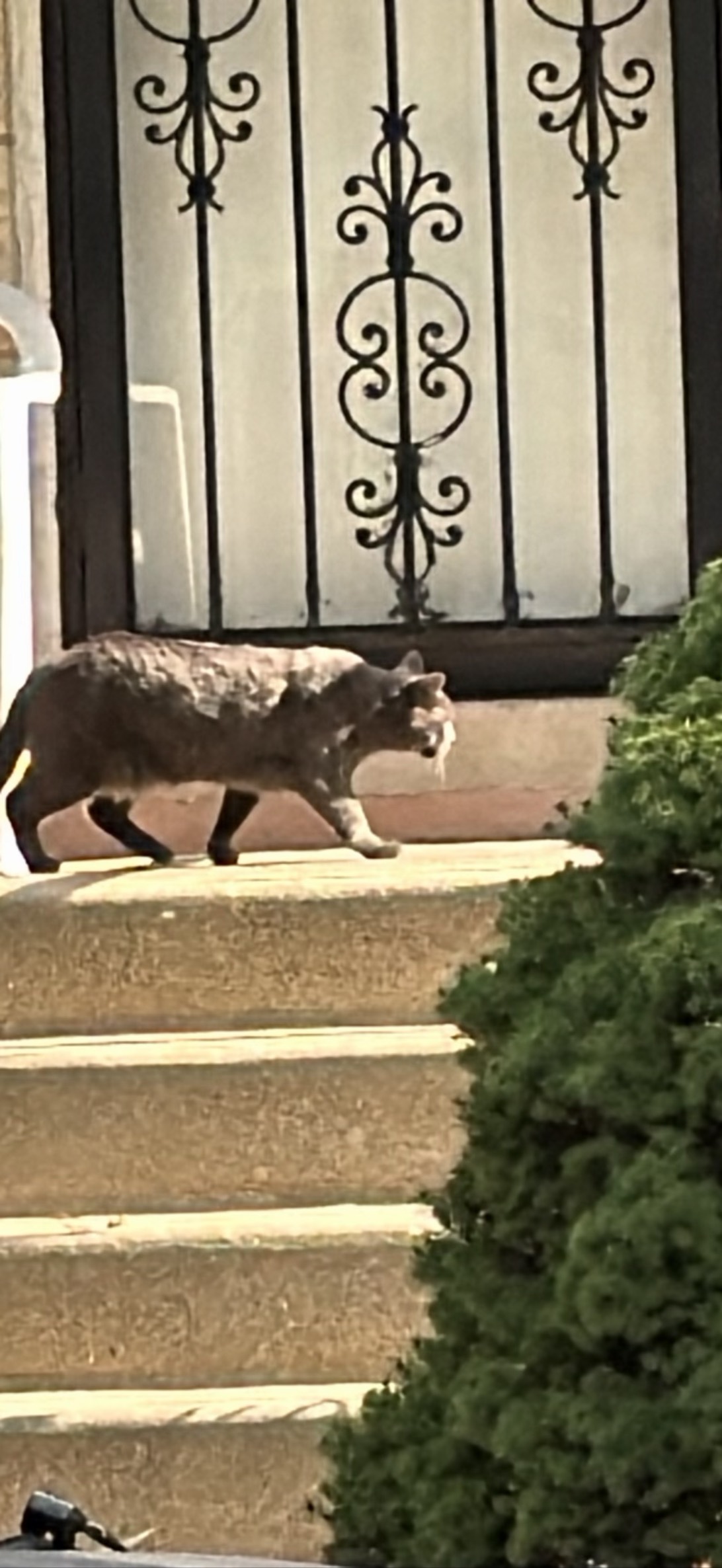 Peter, a cat found on Chonk Finder