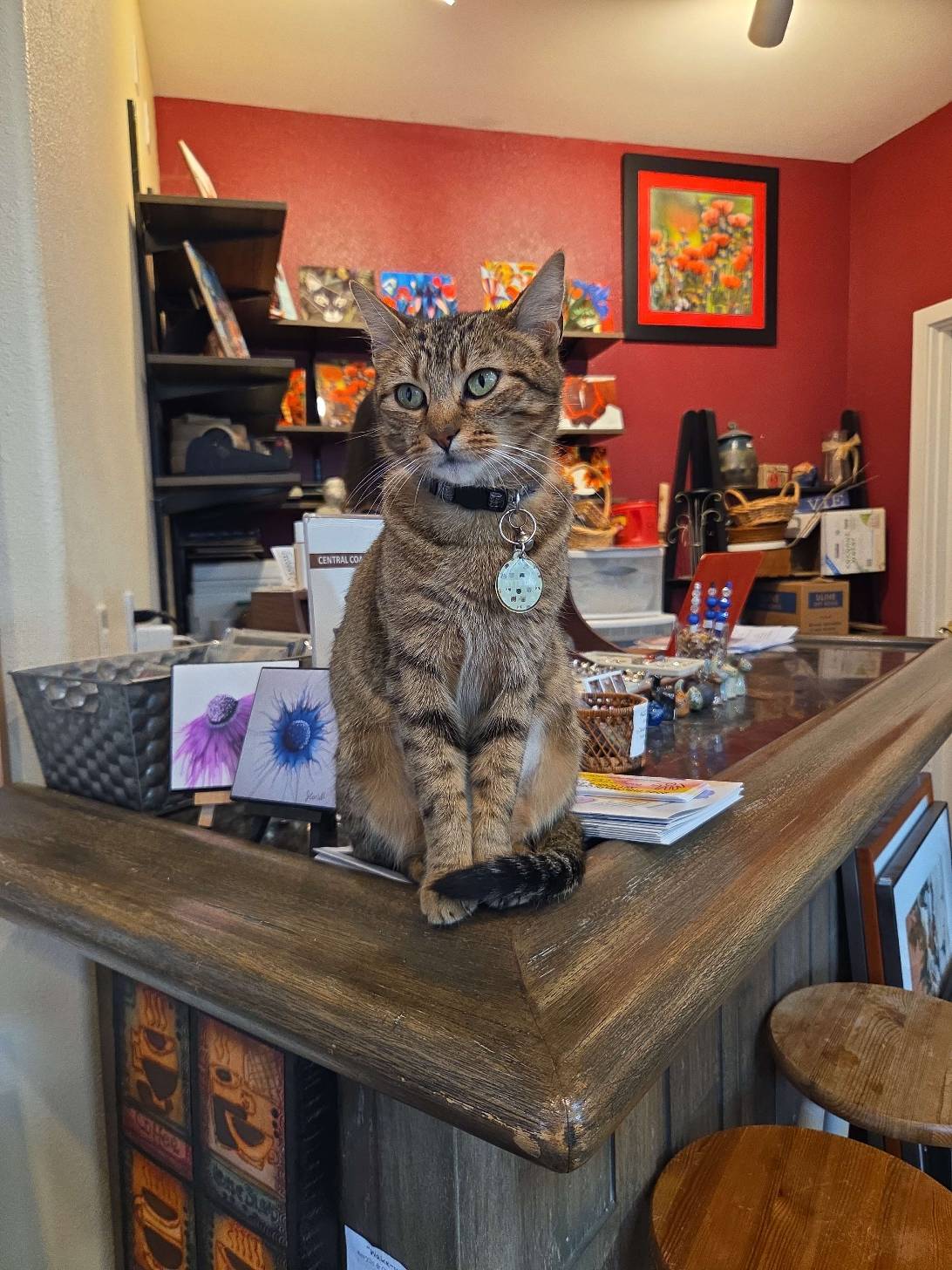 Jasmine, a cat found on Chonk Finder