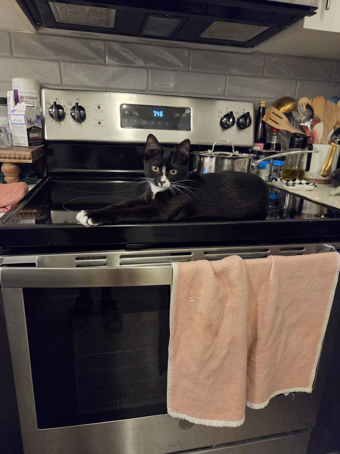 Neville, a cat found on Chonk Finder