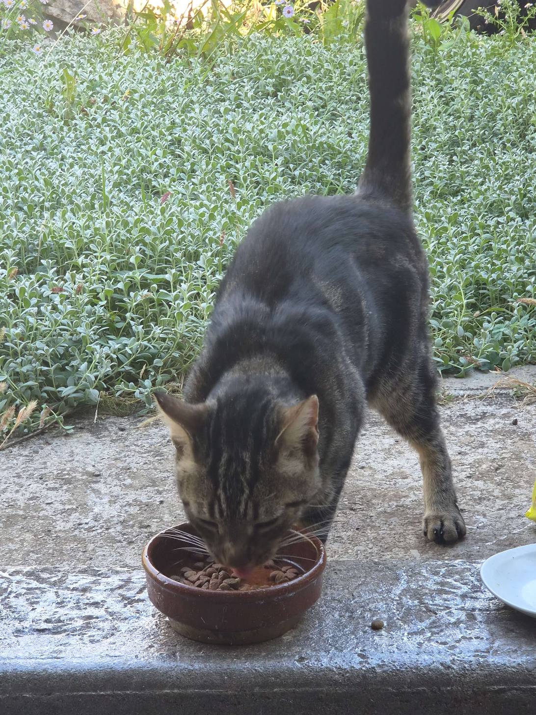 Tigrou, a cat found on Chonk Finder