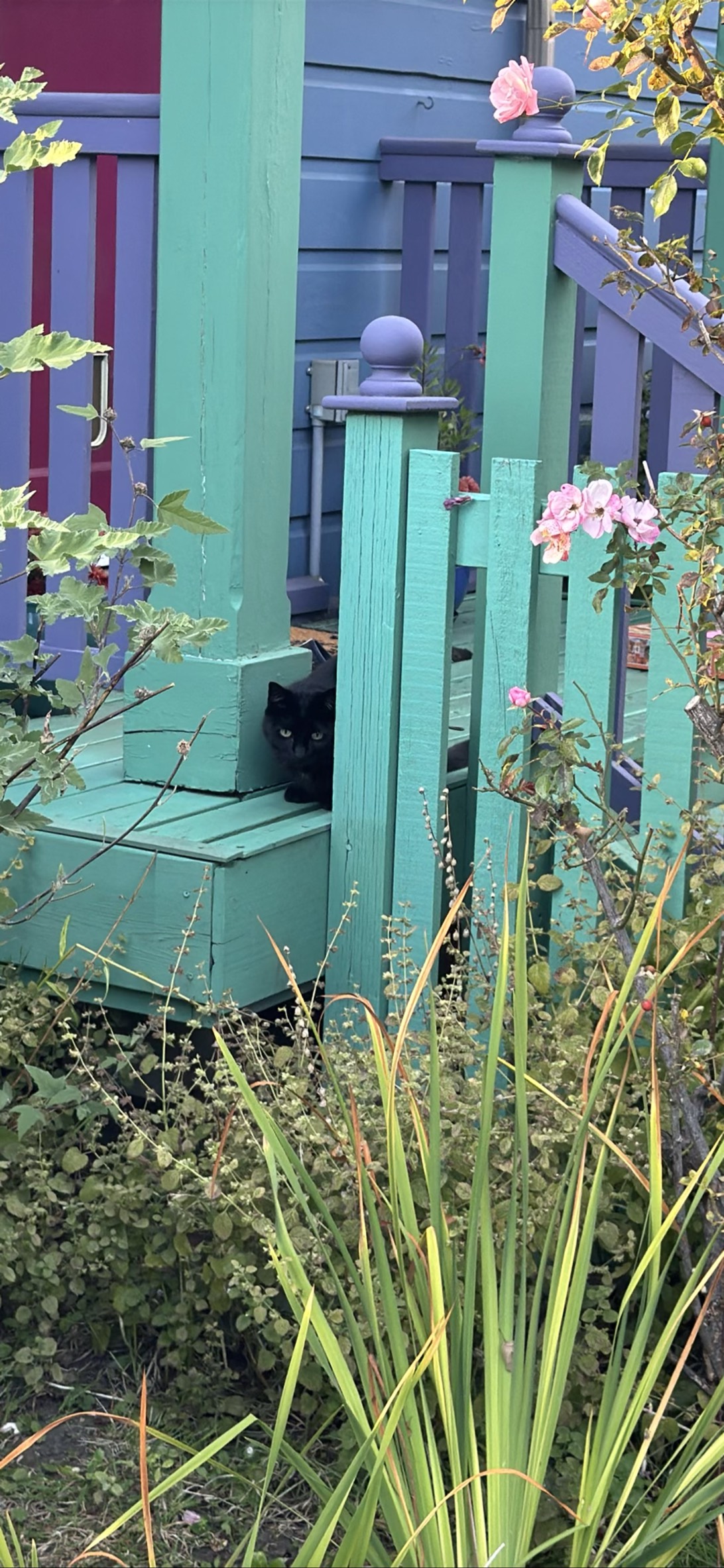 Zorro, a cat found on Chonk Finder