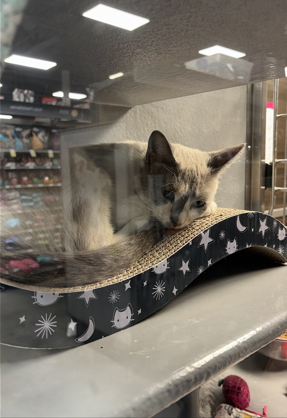 Calpernia, a cat found on Chonk Finder