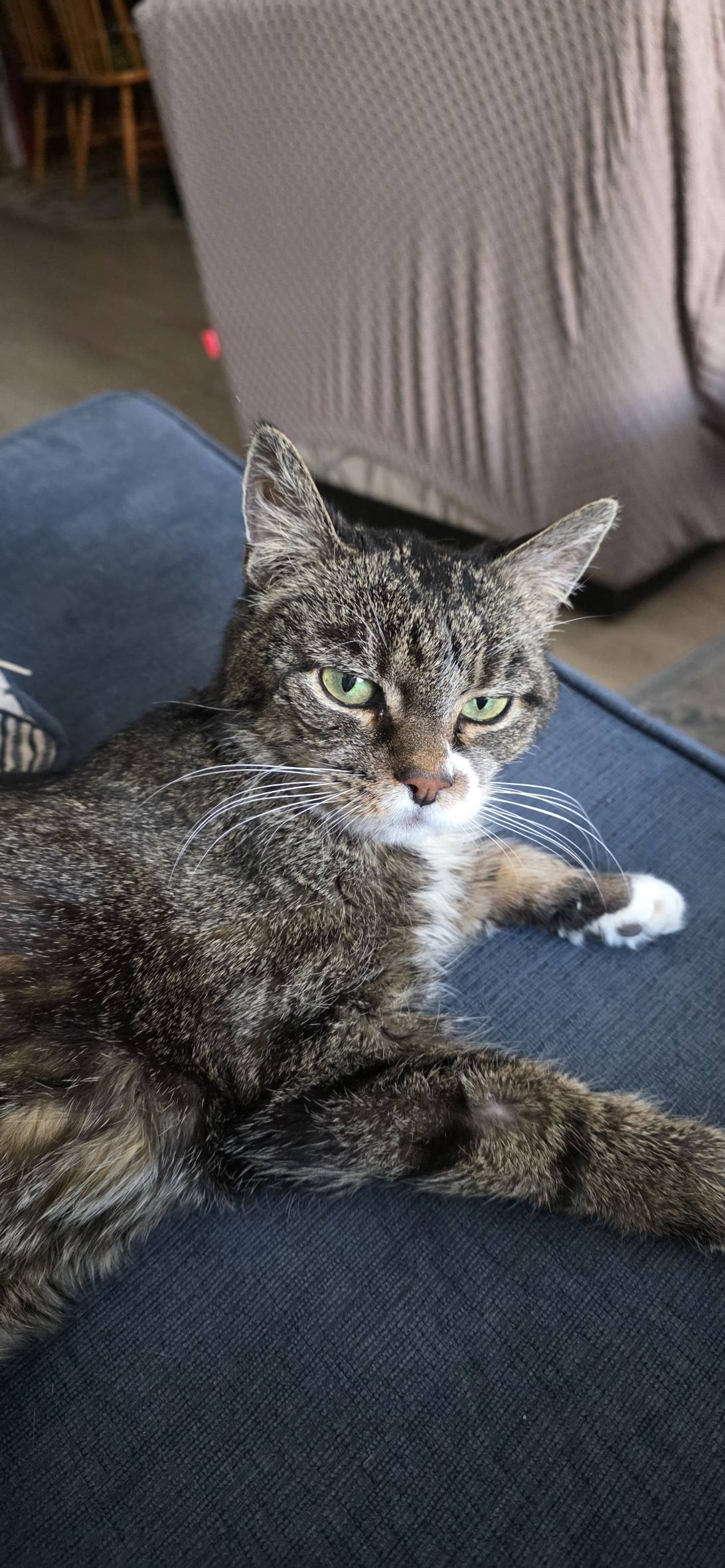 Puddles, a cat found on Chonk Finder