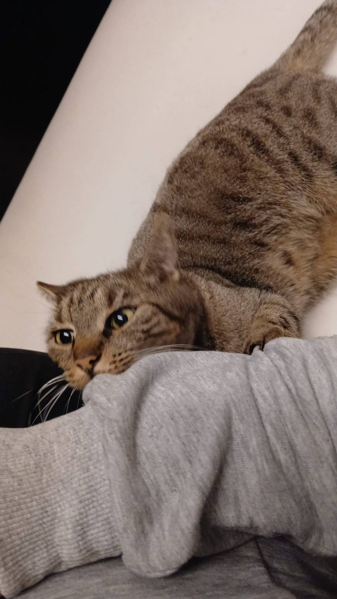 Loding, a cat found on Chonk Finder