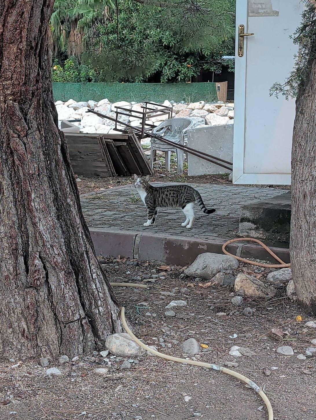 Cosmo, a cat found on Chonk Finder