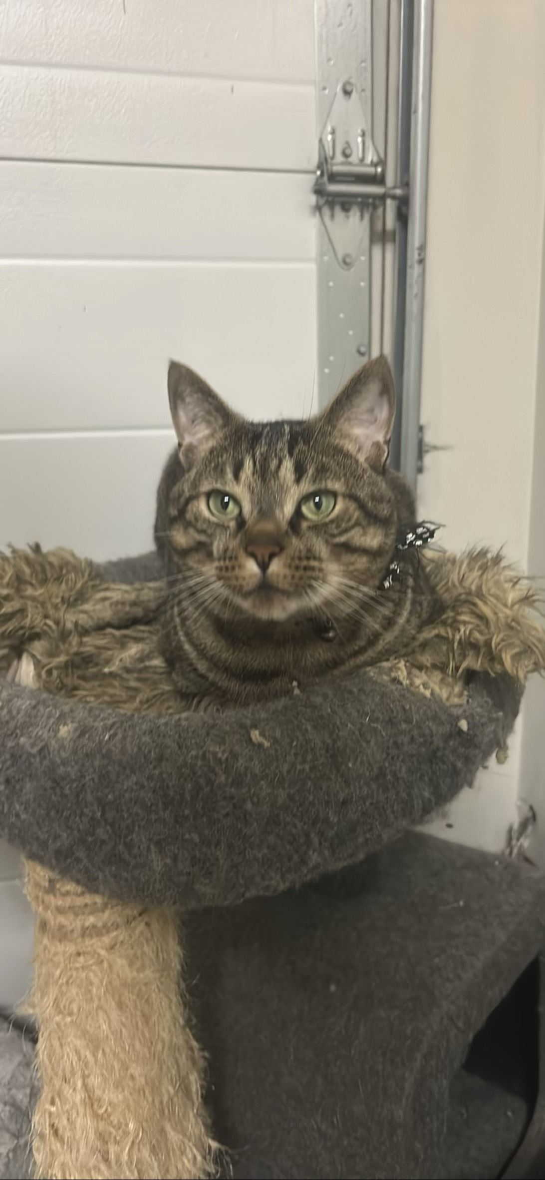 kovu, a cat found on Chonk Finder