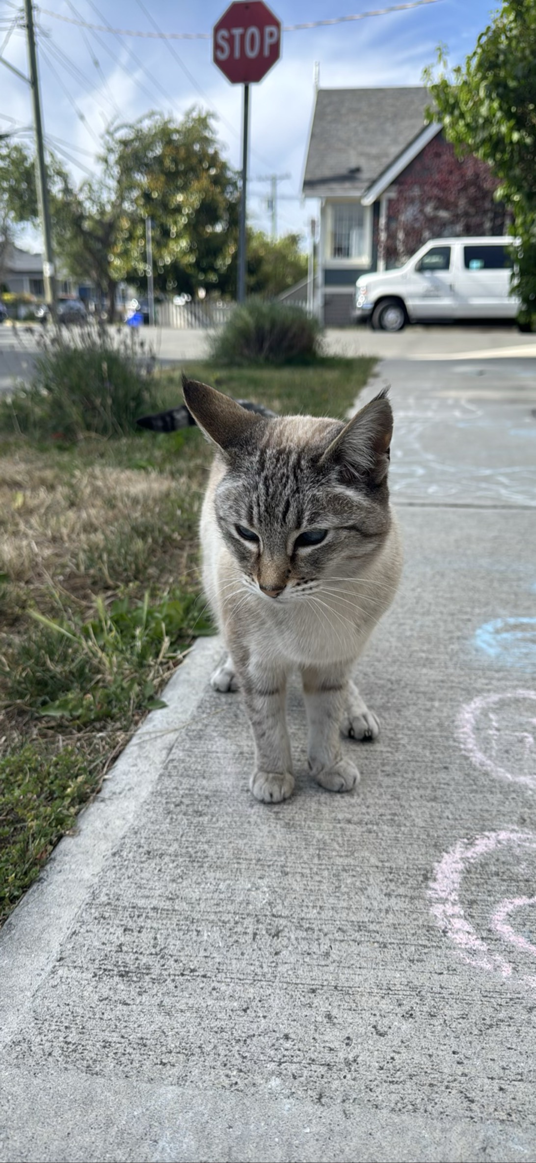 Spicy, a cat found on Chonk Finder