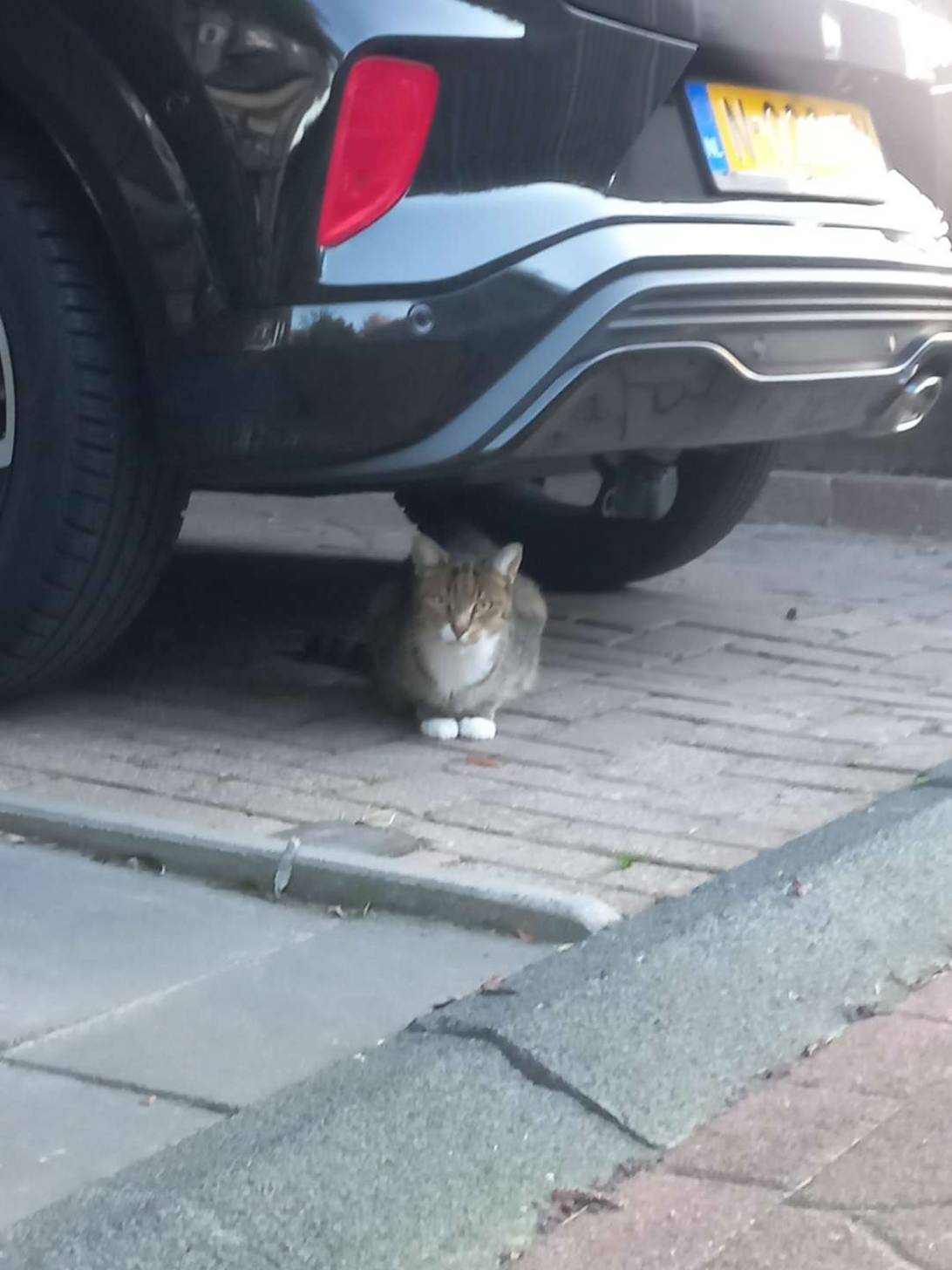 Rembrandt, a cat found on Chonk Finder
