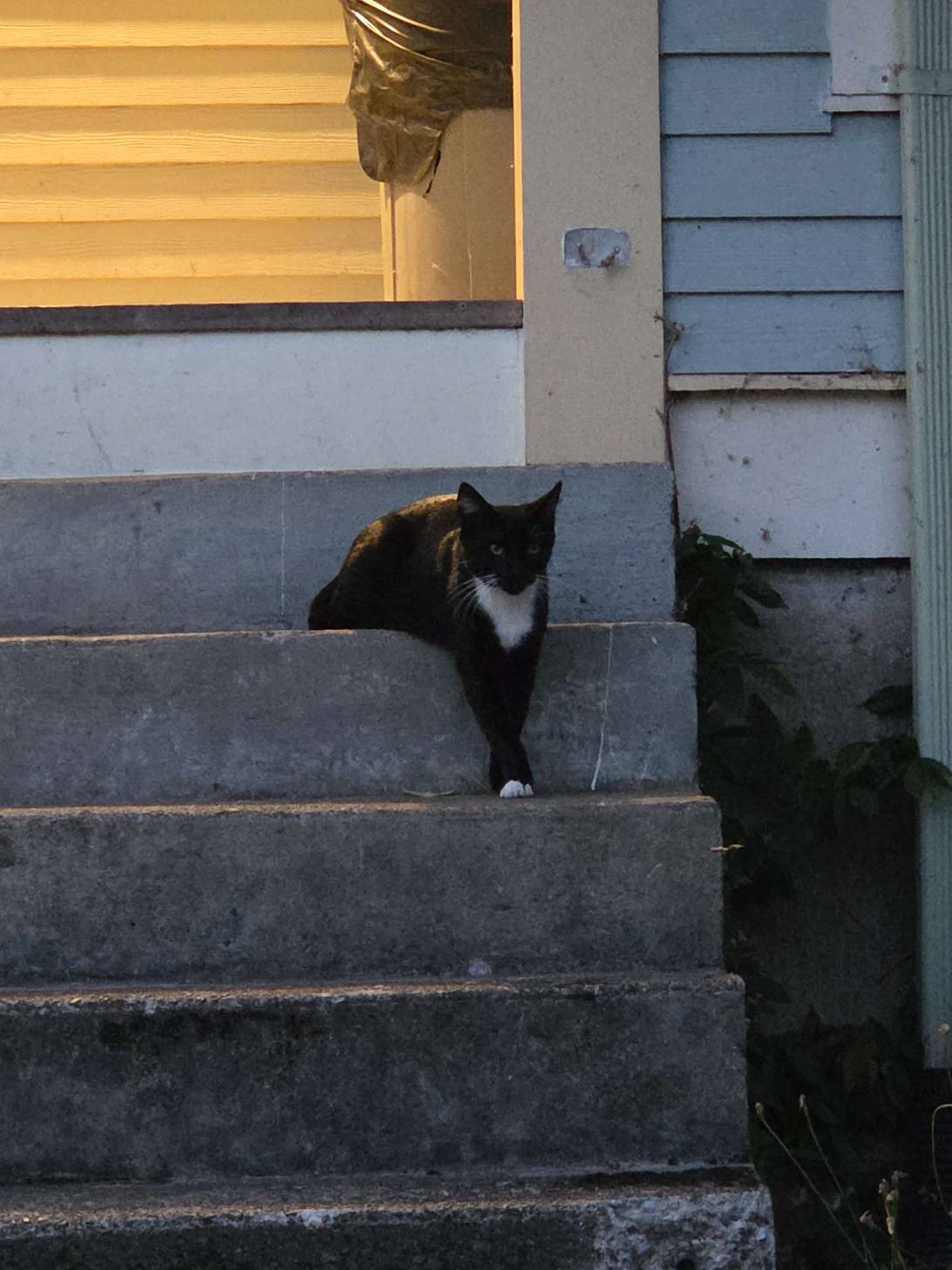 Dangles, a cat found on Chonk Finder