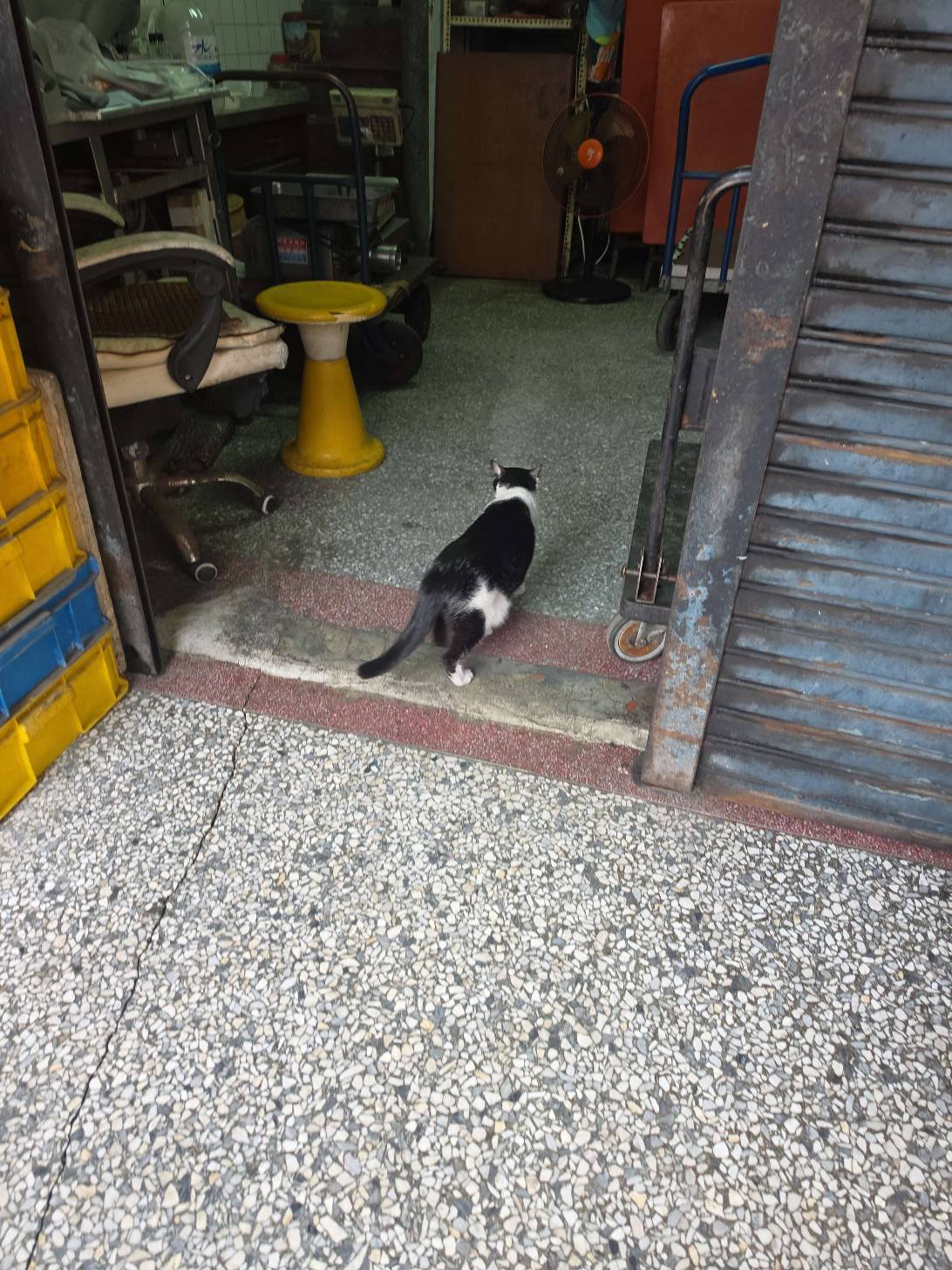 Miao, a cat found on Chonk Finder