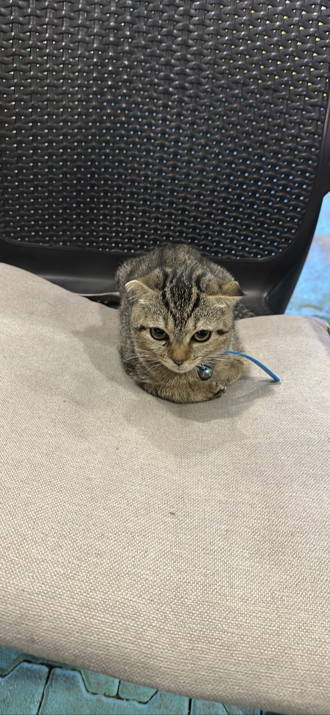 Brutus, a cat found on Chonk Finder