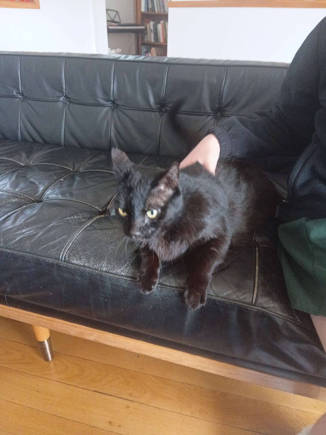 Stormy, a cat found on Chonk Finder