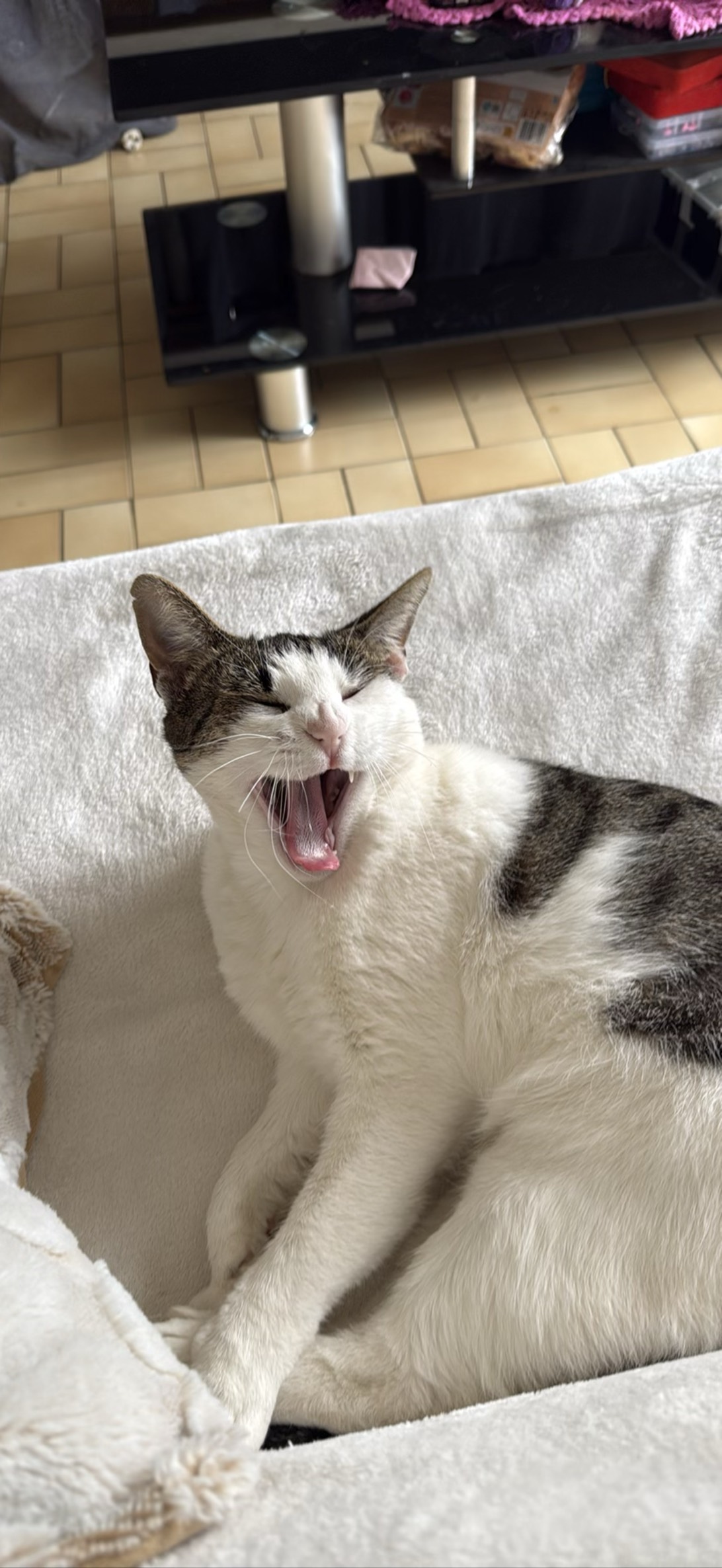 Kiki, a cat found on Chonk Finder