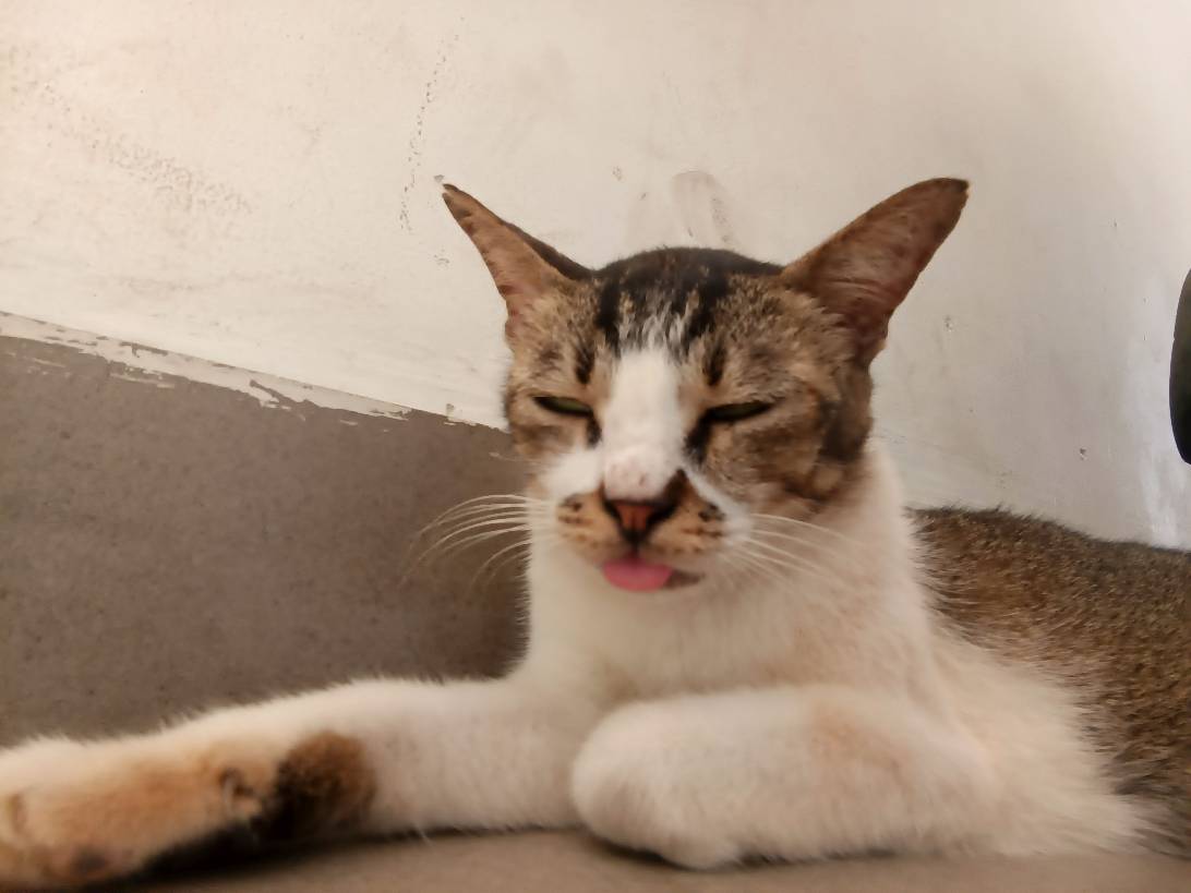 Nora #1, a cat found on Chonk Finder