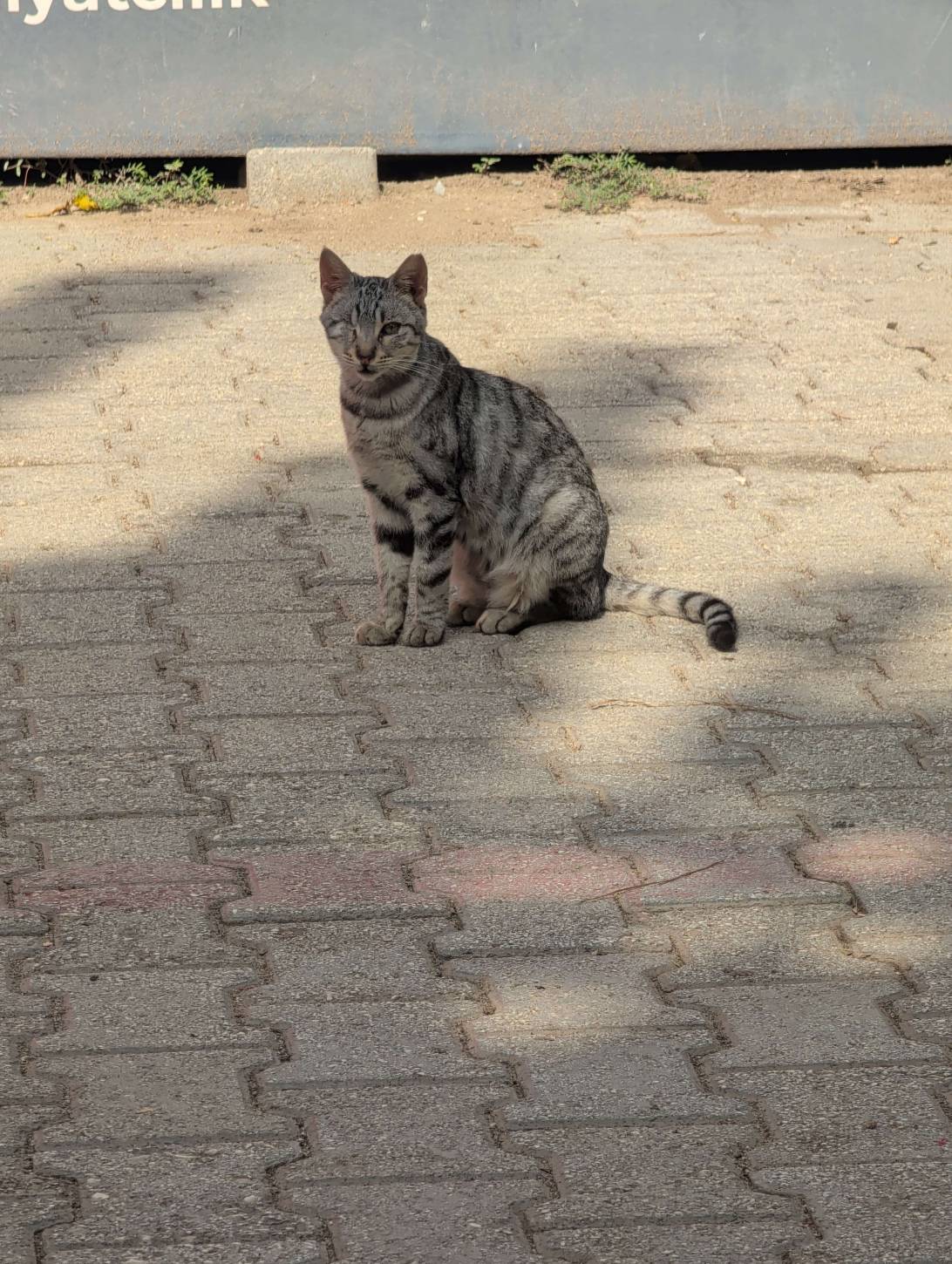 Cosmo, a cat found on Chonk Finder