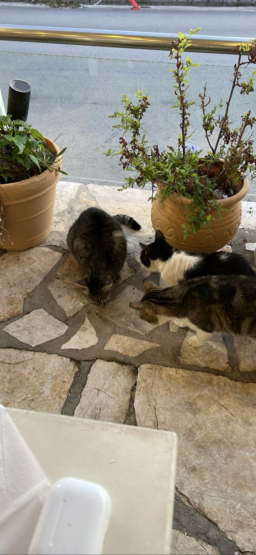 Feasters, a cat found on Chonk Finder