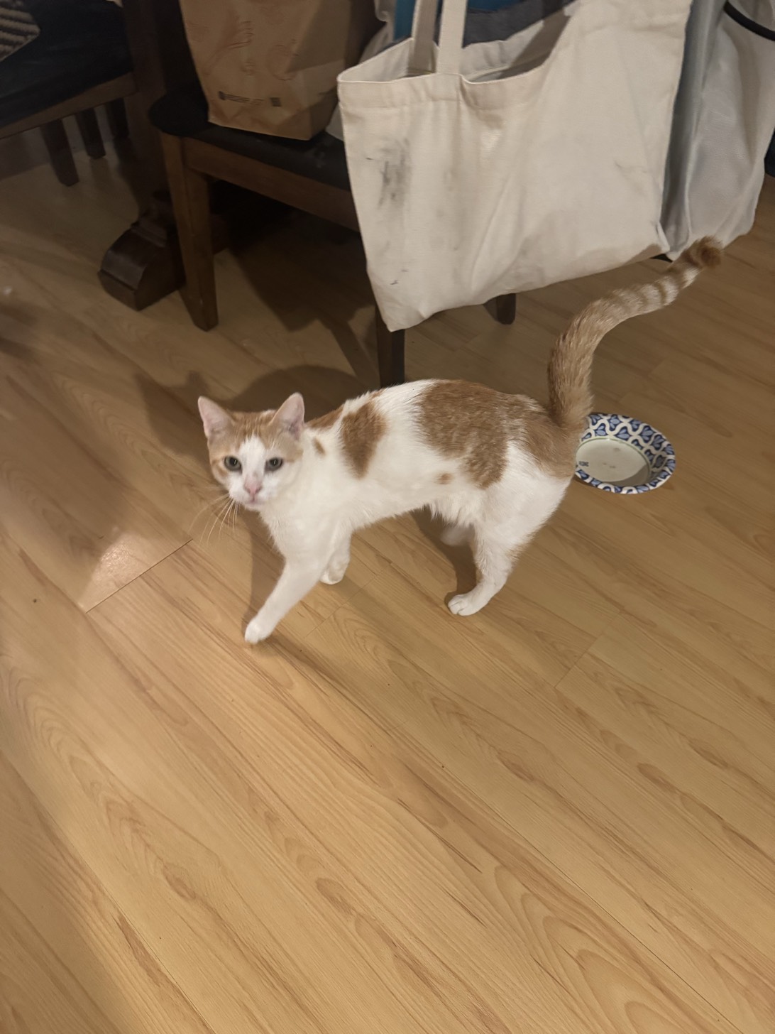 Cheese, a cat found on Chonk Finder