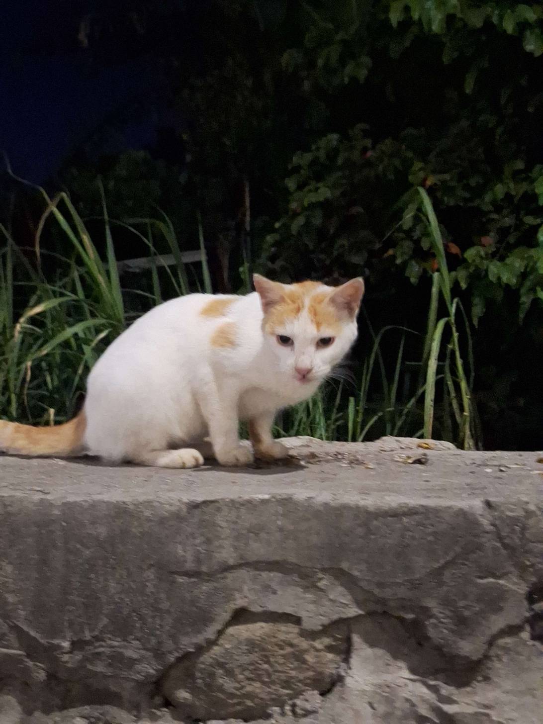 Mrs. Fluff, a cat found on Chonk Finder