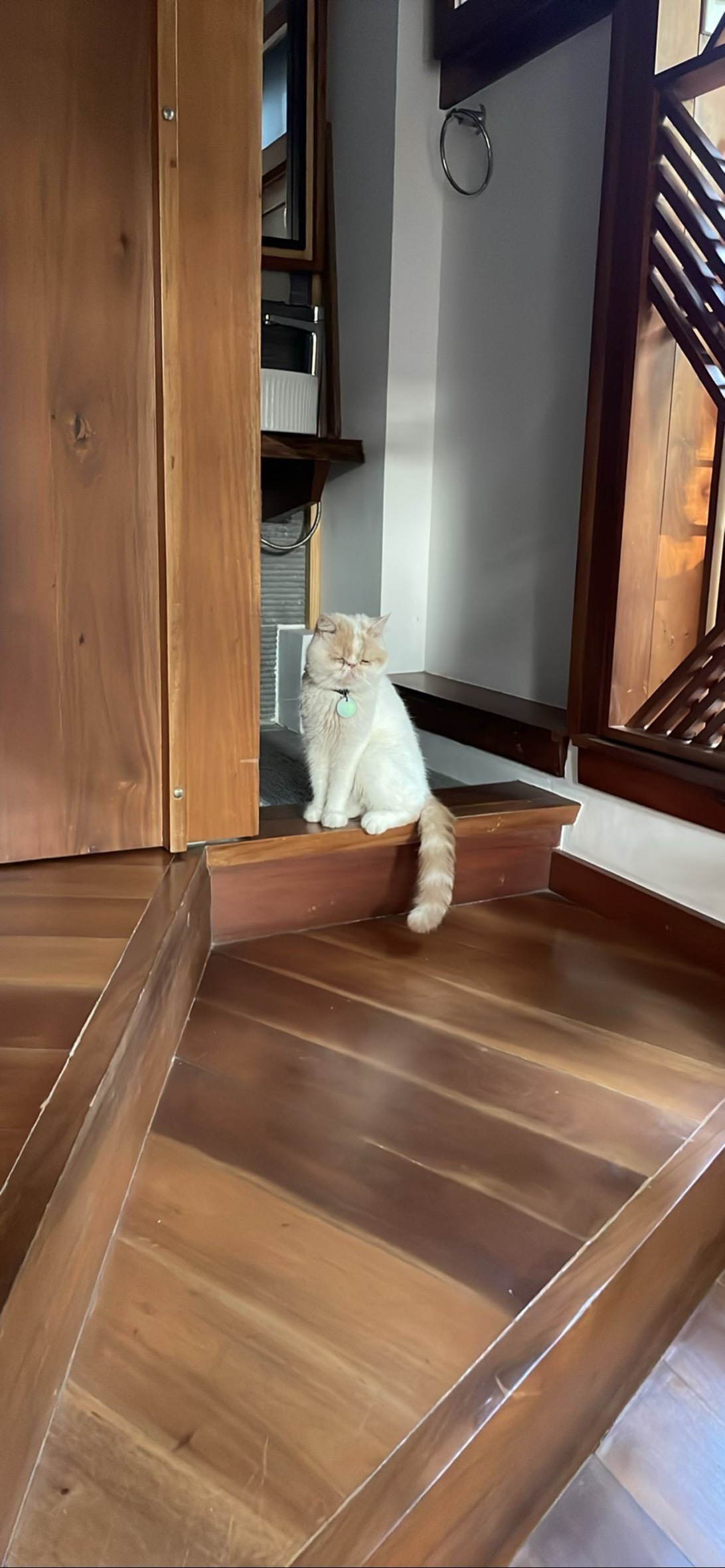 Tumi, a cat found on Chonk Finder