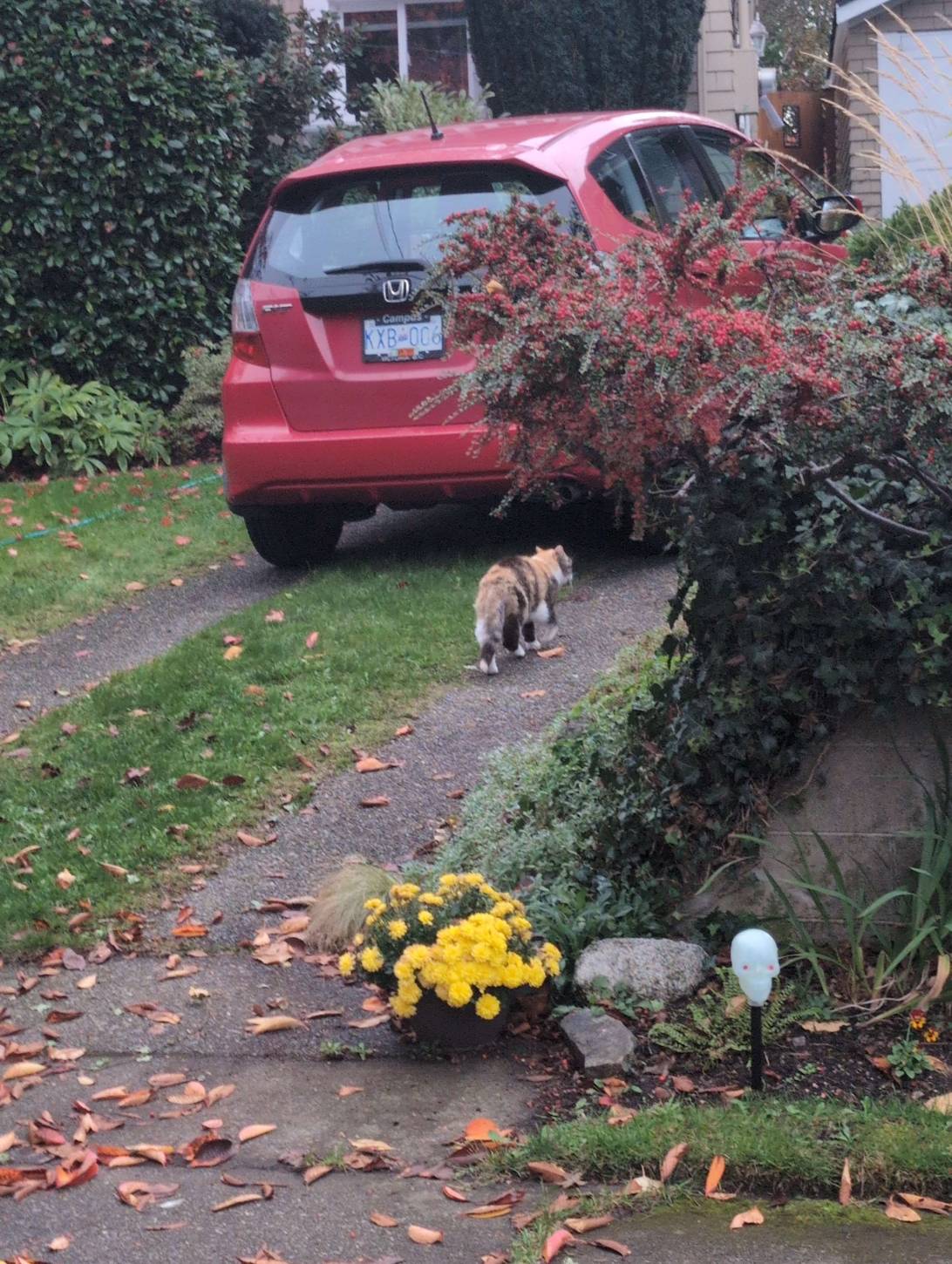 Bonnie, a cat found on Chonk Finder