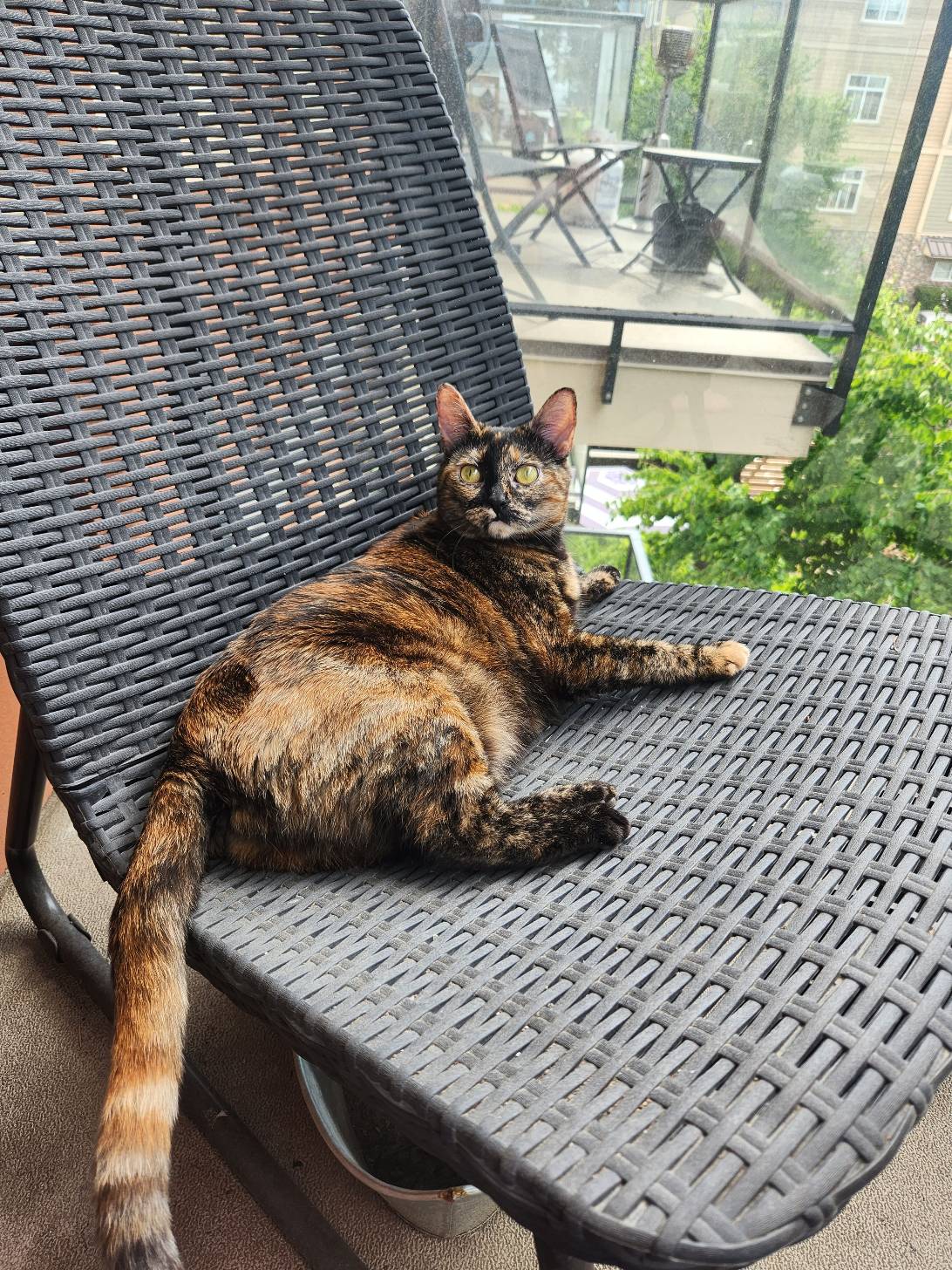 Kali, a cat found on Chonk Finder