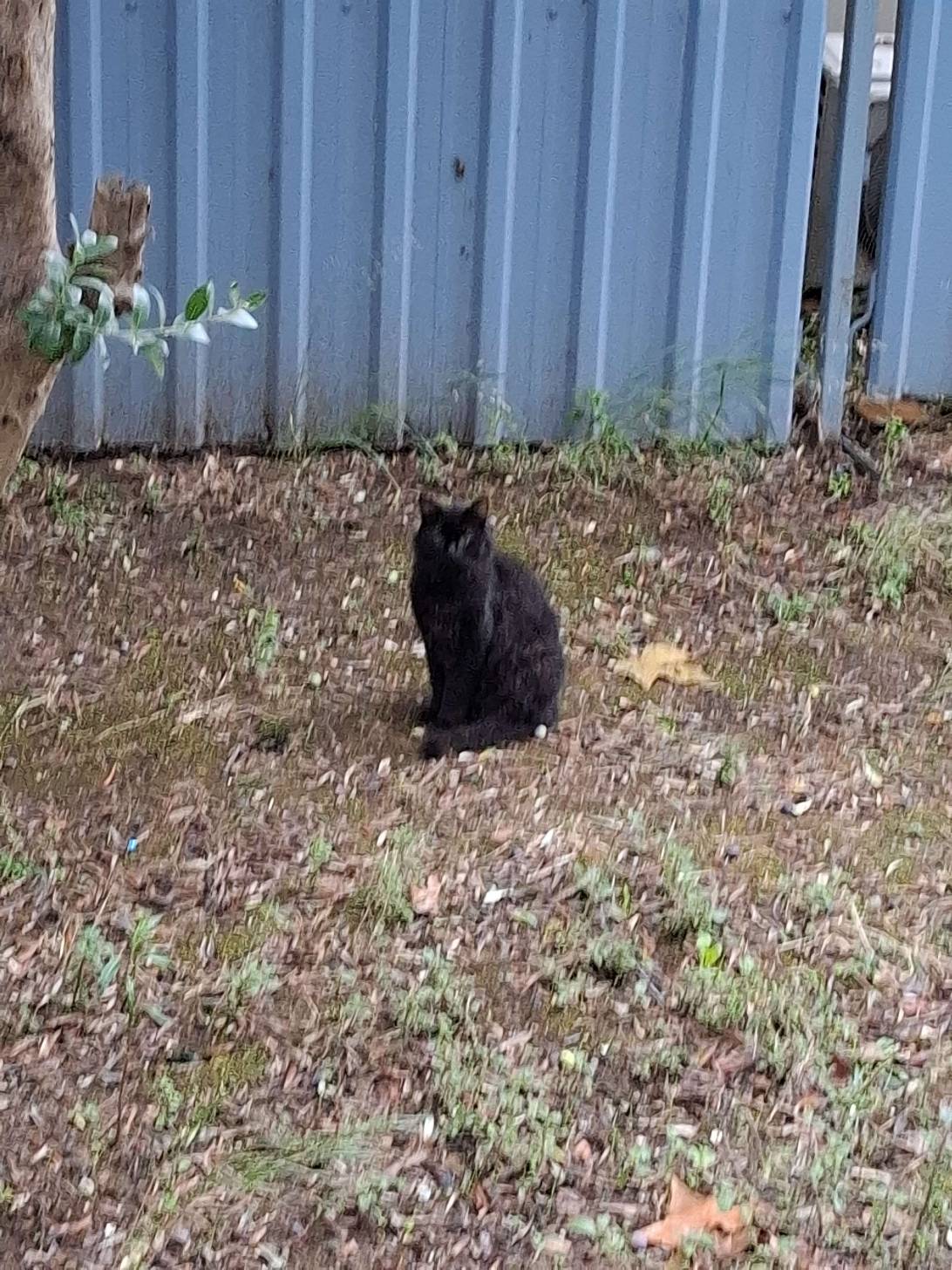 Afro Kedi, a cat found on Chonk Finder