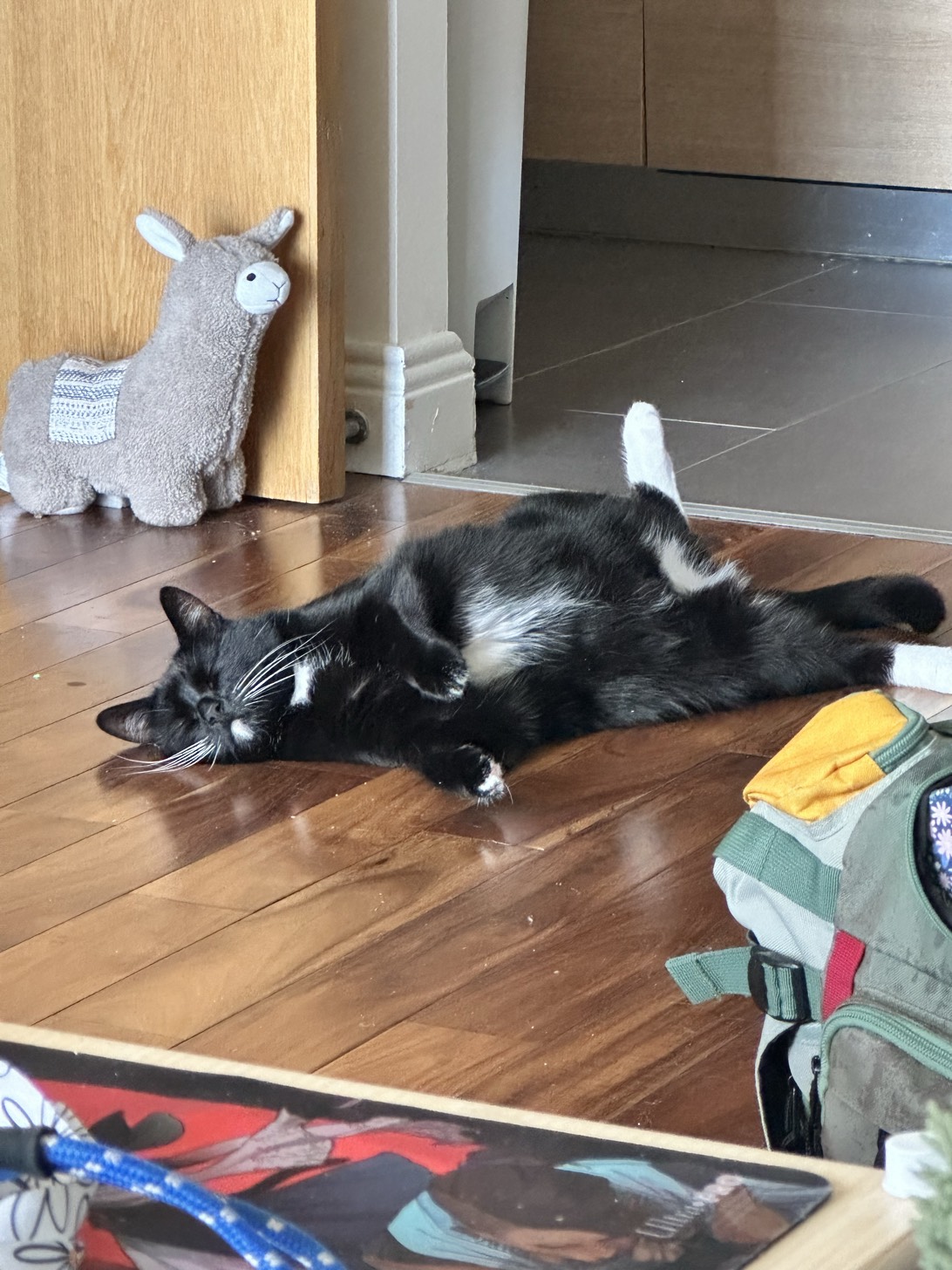 Trinket, a cat found on Chonk Finder