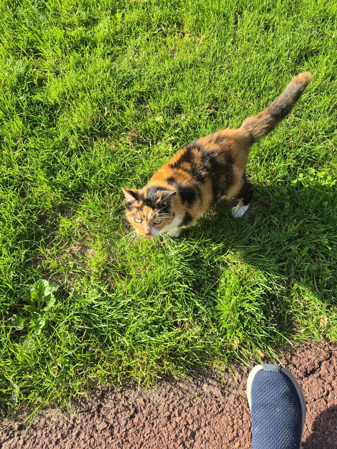 Nora, a cat found on Chonk Finder