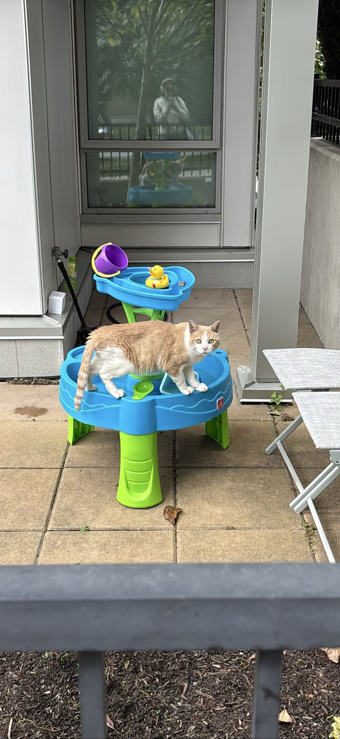Archie, a cat found on Chonk Finder