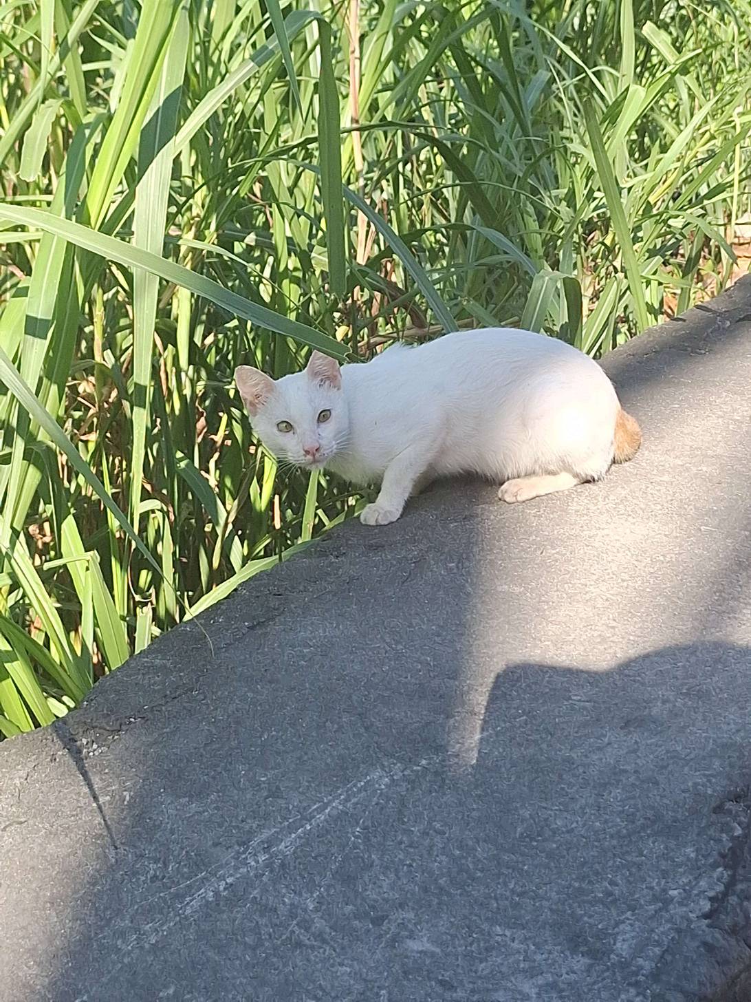 Duling, a cat found on Chonk Finder