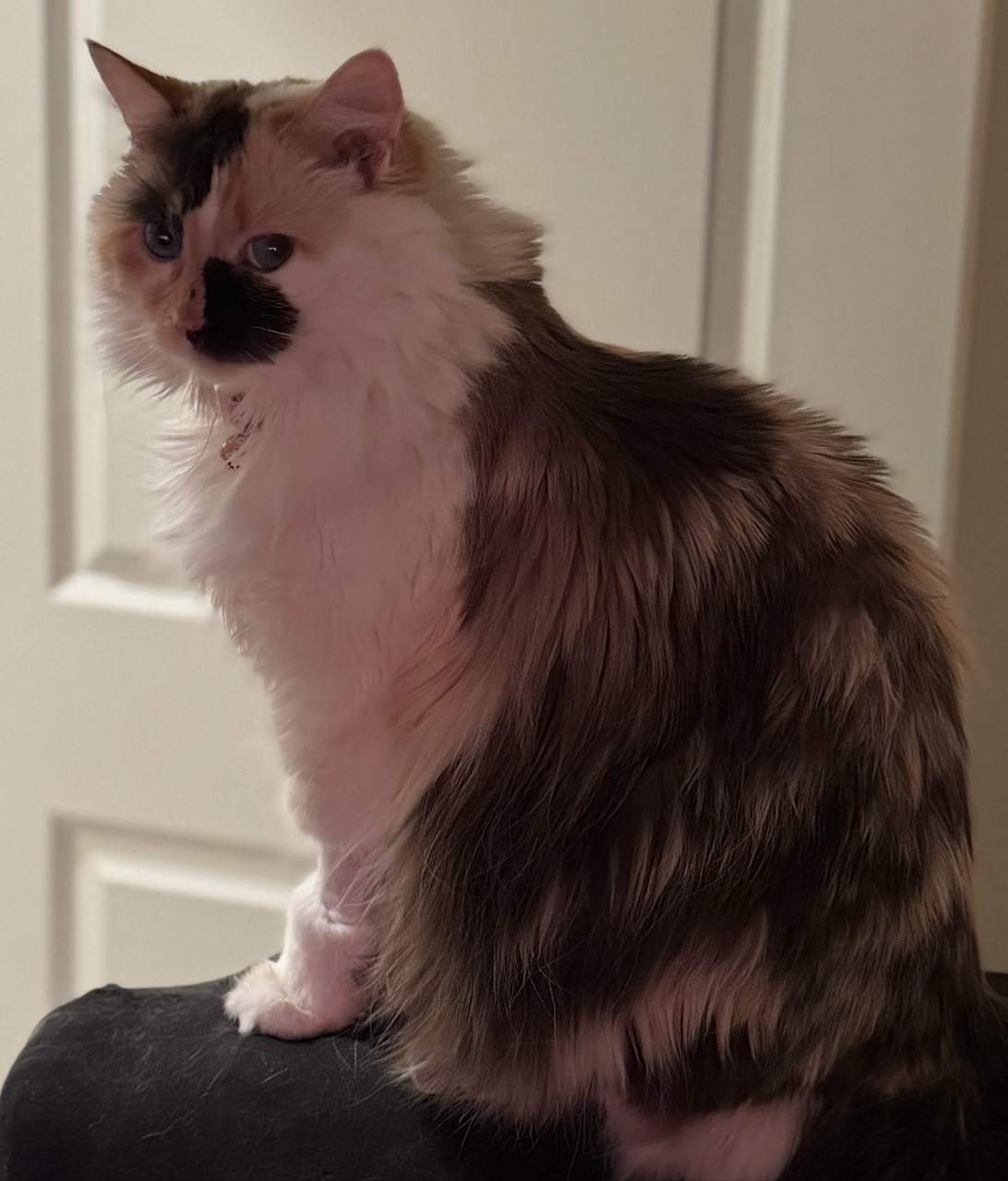 Nezzie, a cat found on Chonk Finder