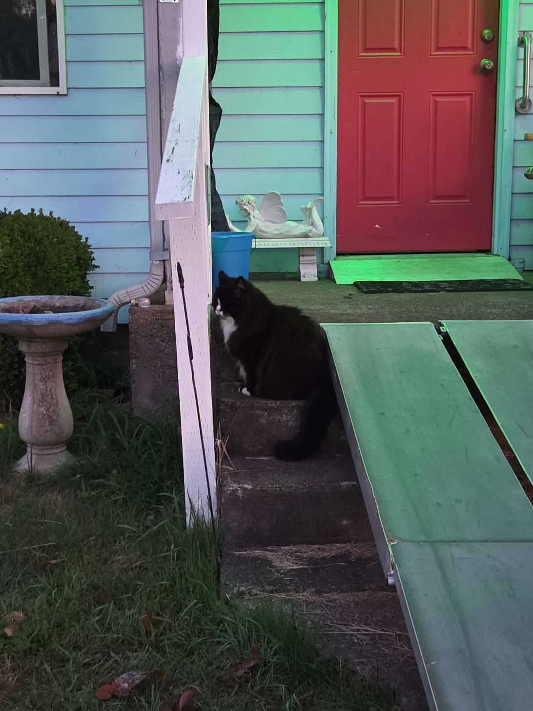 Prospero, a cat found on Chonk Finder
