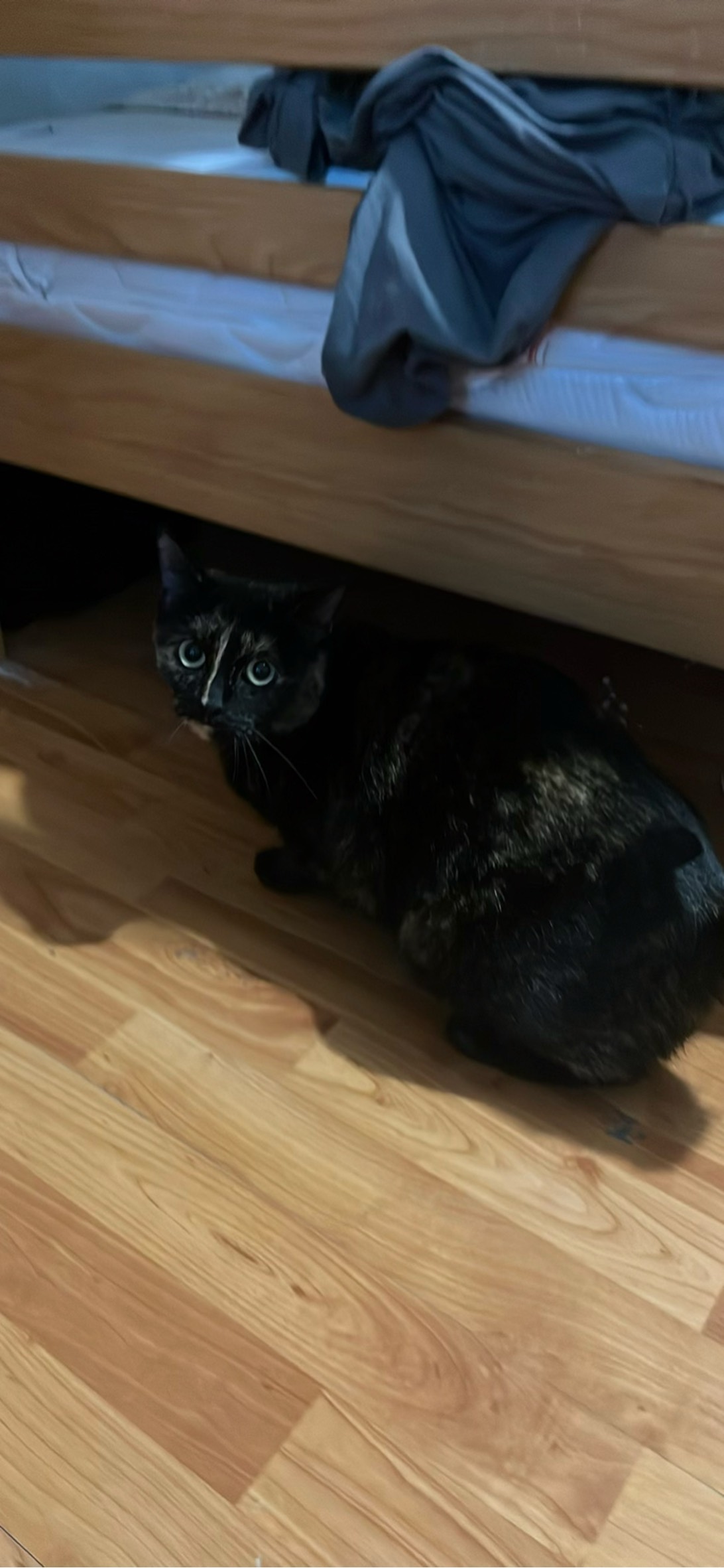 Cecek, a cat found on Chonk Finder