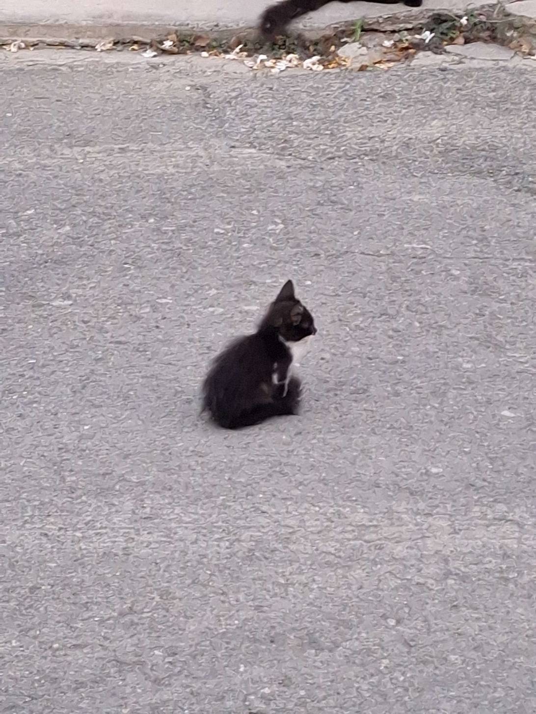 Pebble, a cat found on Chonk Finder