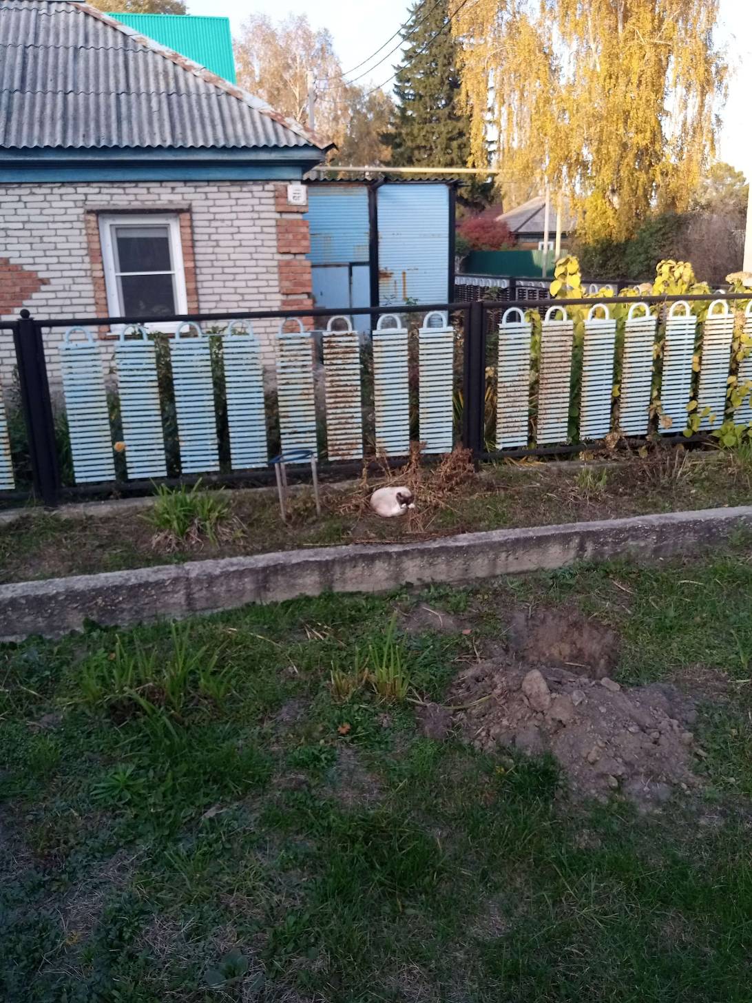 СоняЗасоня, a cat found on Chonk Finder