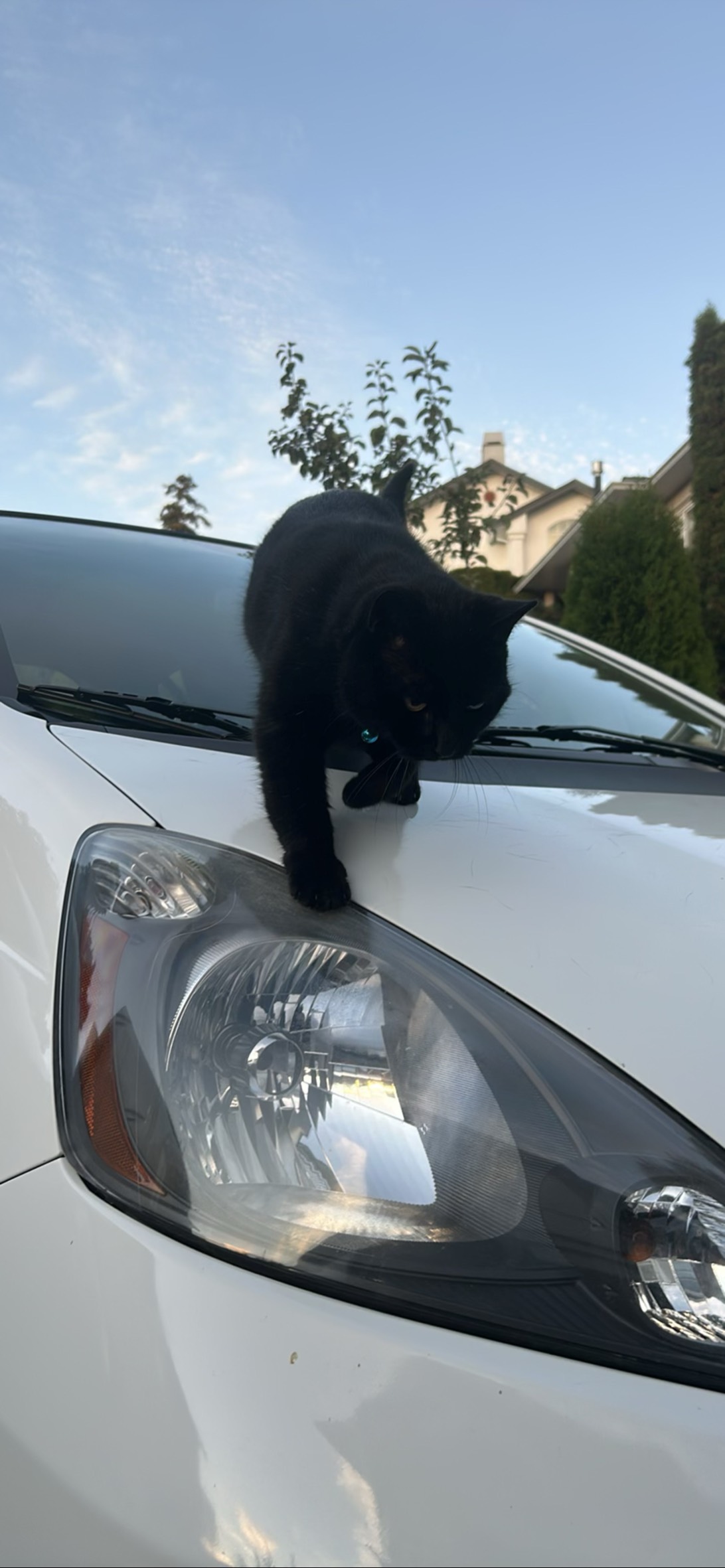 Kiwi, a cat found on Chonk Finder