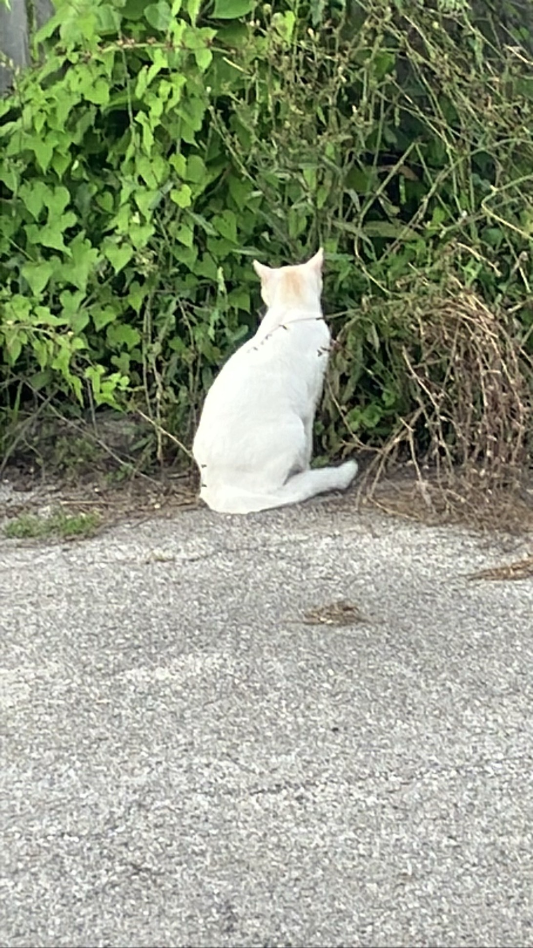 Thoreau, a cat found on Chonk Finder