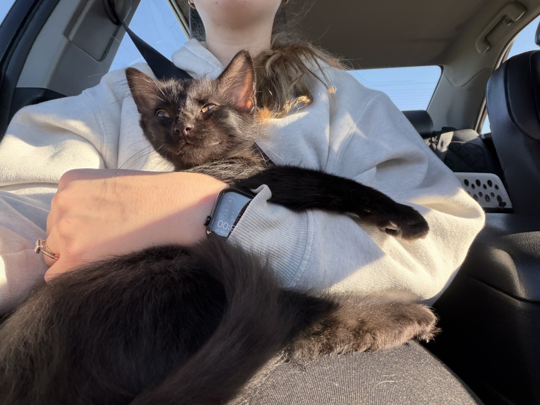 Ronald, a cat found on Chonk Finder