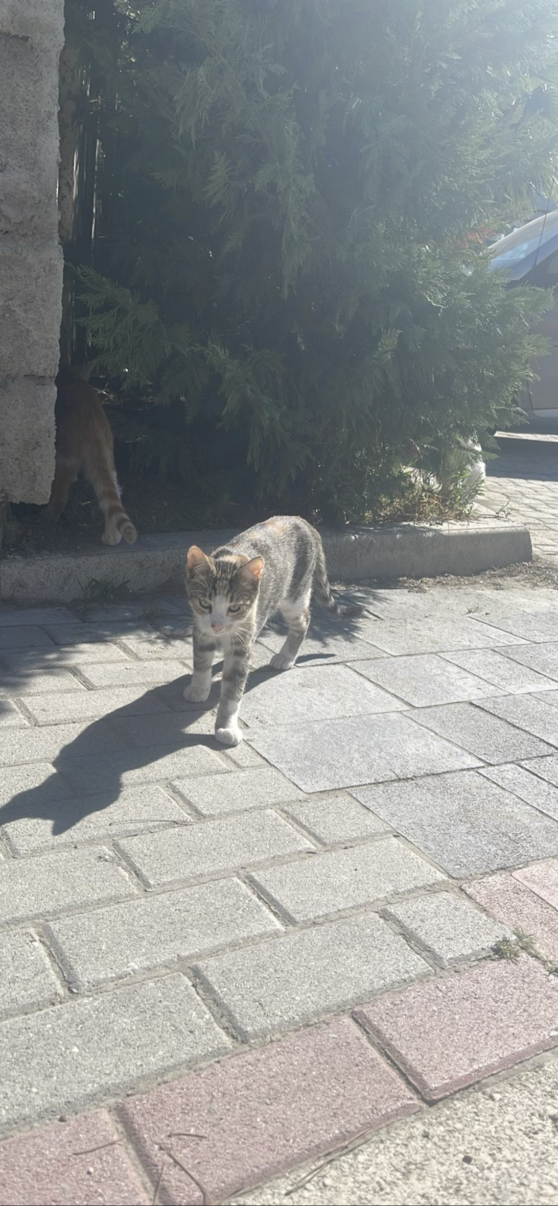Nemo, a cat found on Chonk Finder