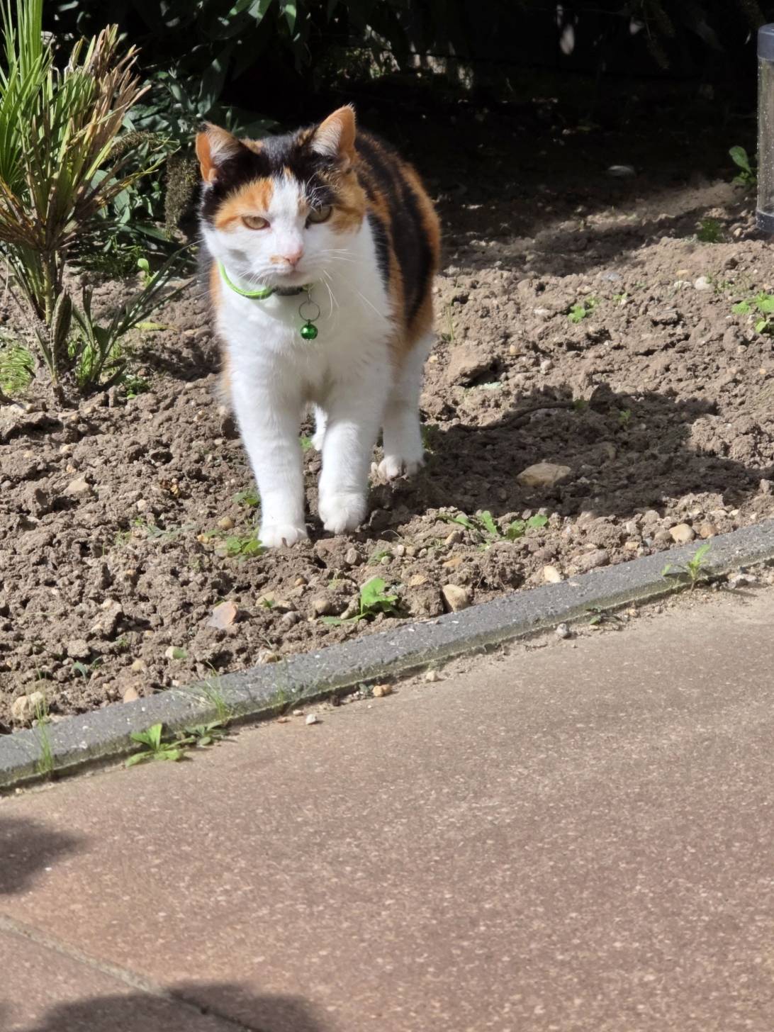 Dontapproach, a cat found on Chonk Finder