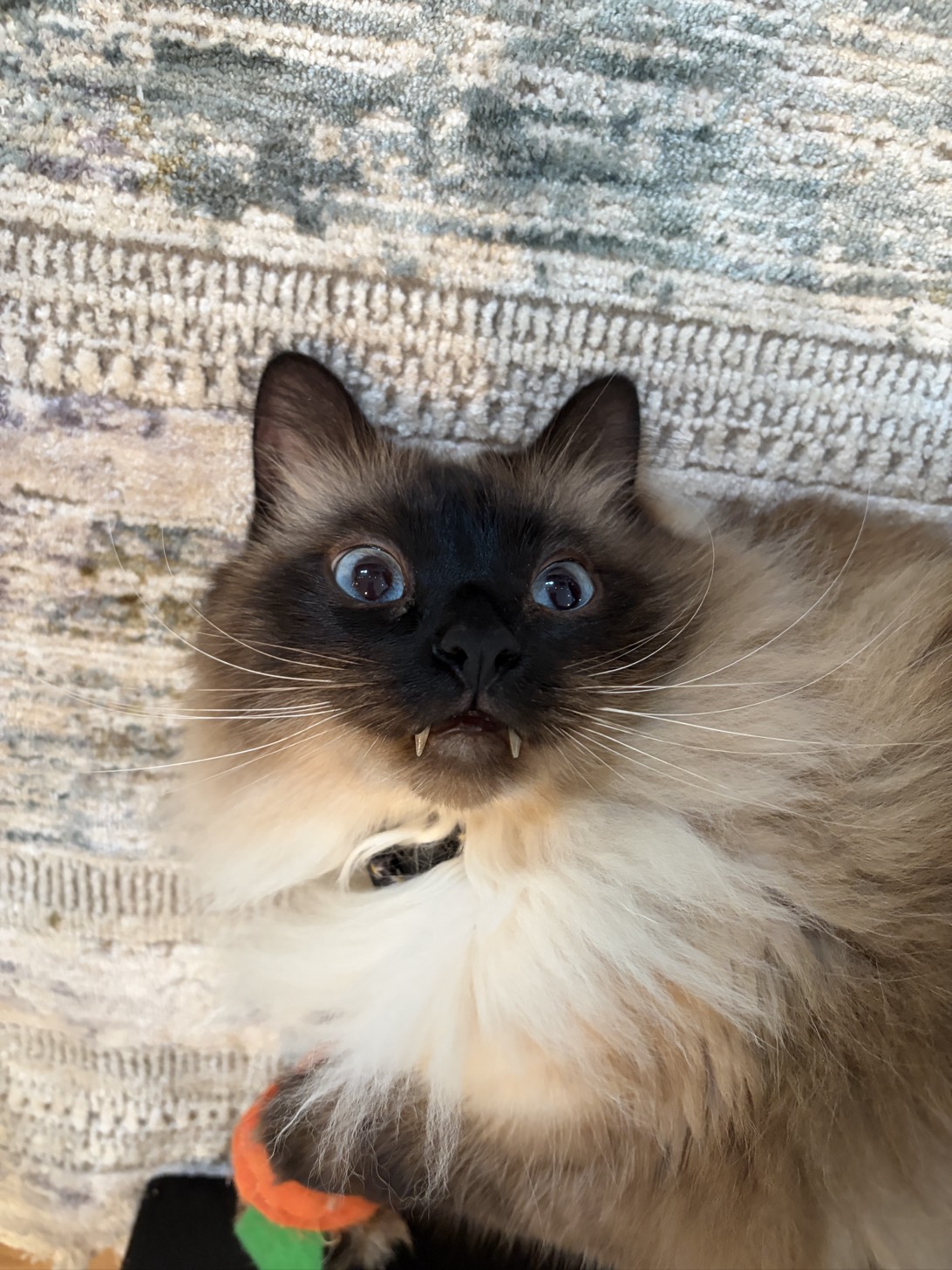 Mighty Zephyr, a cat found on Chonk Finder