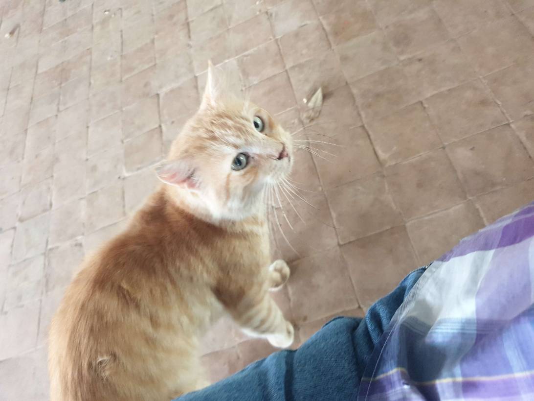 Giant, a cat found on Chonk Finder